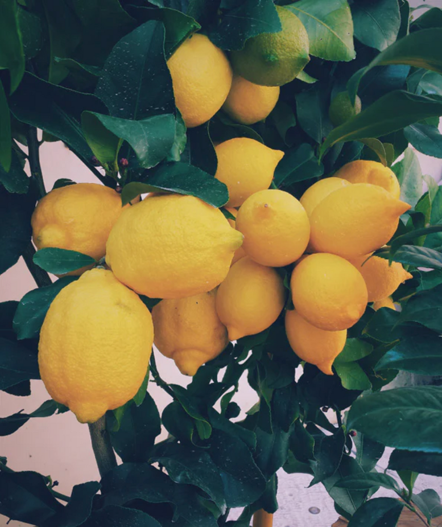 Healthy Eating: Recipes for a Fresh Take on Thanksgiving